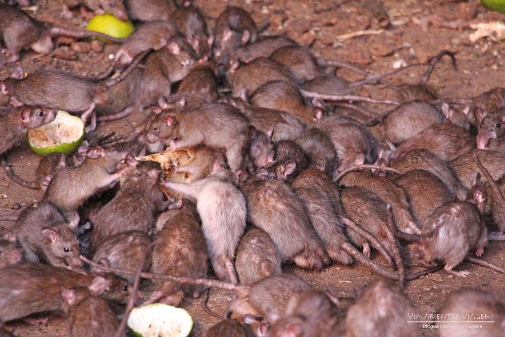 Ratos