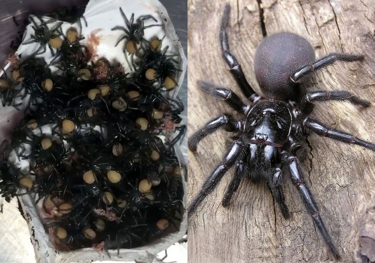 Aranhas