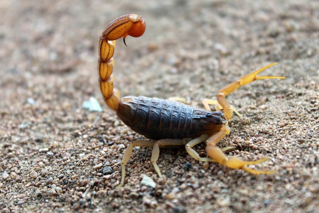 Escorpião