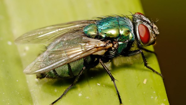 Mosca